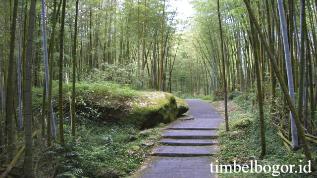 Hutan Bambu Xitou: Surga Hijau Taiwan dengan Keindahan Alam